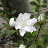 アルバムを表示します