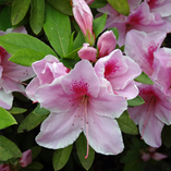 アルバムを表示します