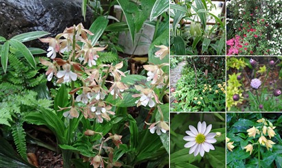 アルバムを表示します