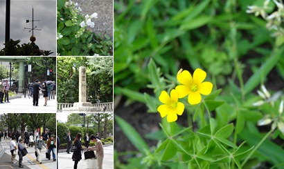 アルバムを表示します