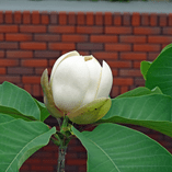 アルバムを表示します