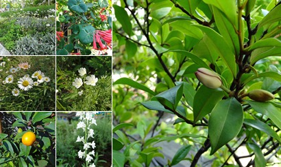 アルバムを表示します