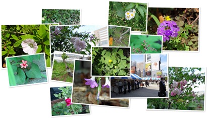 アルバムを表示します