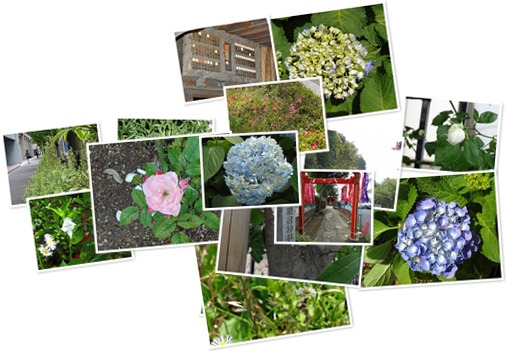 アルバムを表示します