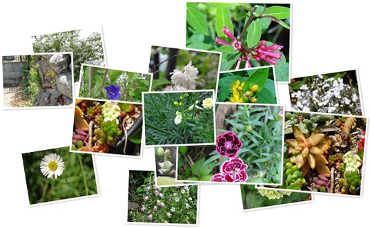 アルバムを表示します アルバムを表示します