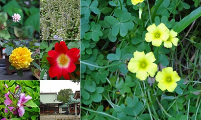 アルバムを表示します アルバムを表示します