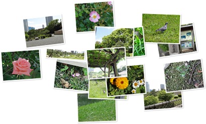 アルバムを表示します