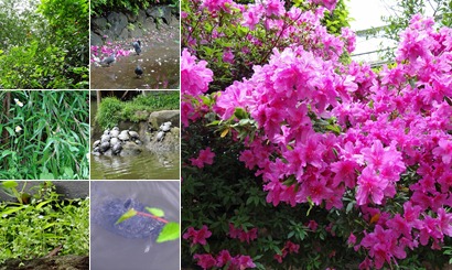 アルバムを表示します