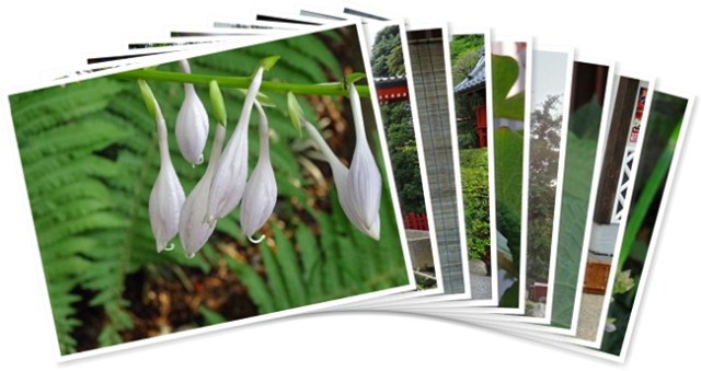 アルバムを表示します