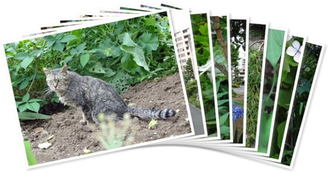 アルバムを表示します