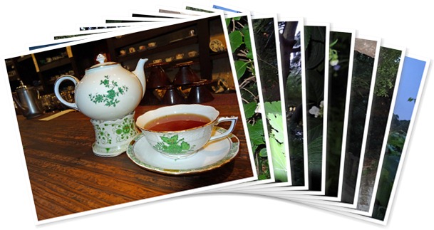 アルバムを表示します