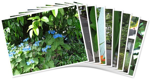 アルバムを表示します