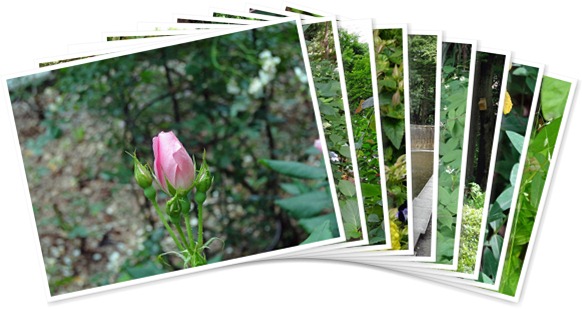 アルバムを表示します