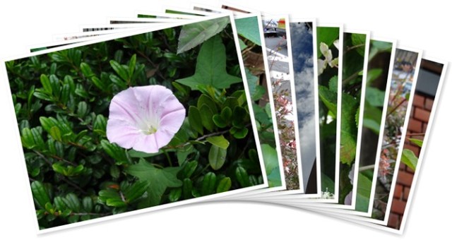 アルバムを表示します