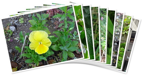 アルバムを表示します