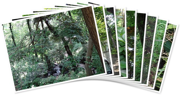 アルバムを表示します