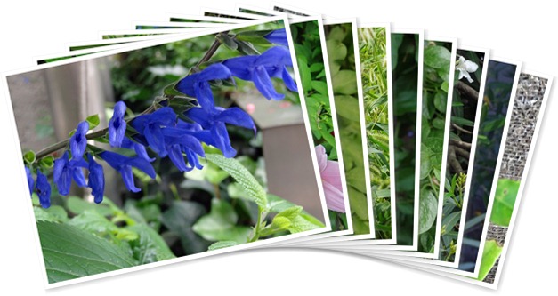 アルバムを表示します