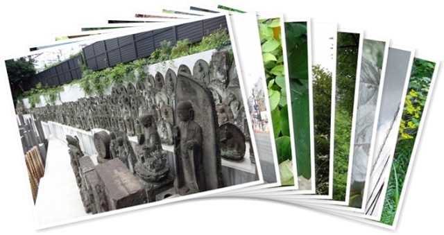 アルバムを表示します