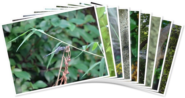 アルバムを表示します