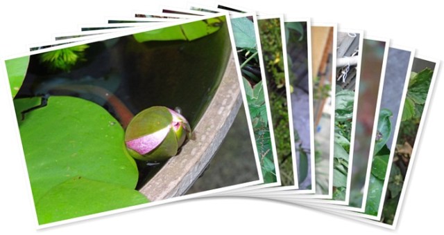 アルバムを表示します