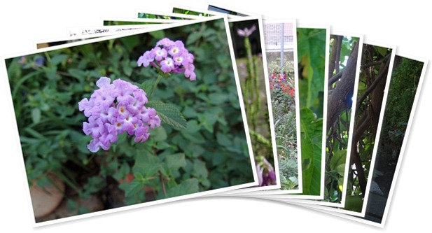 アルバムを表示します