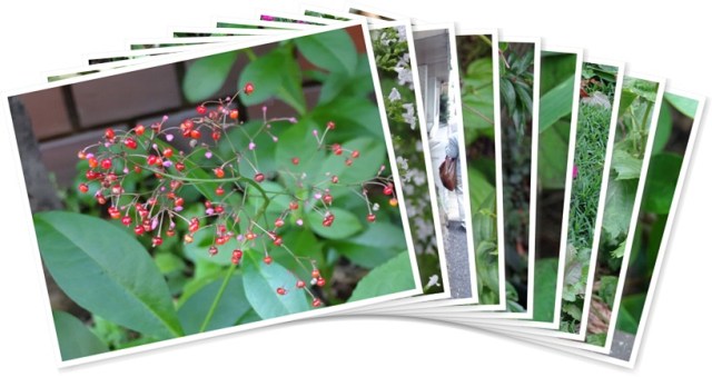 アルバムを表示します