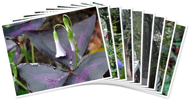 アルバムを表示します