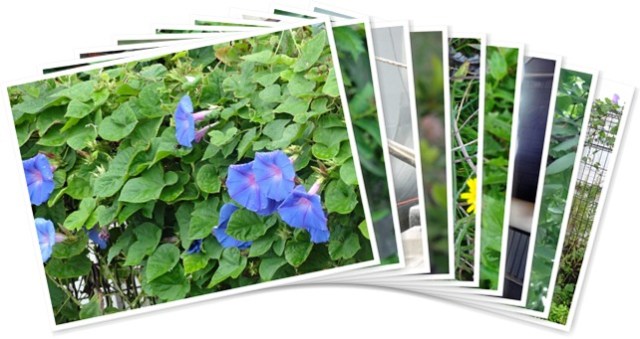 アルバムを表示します