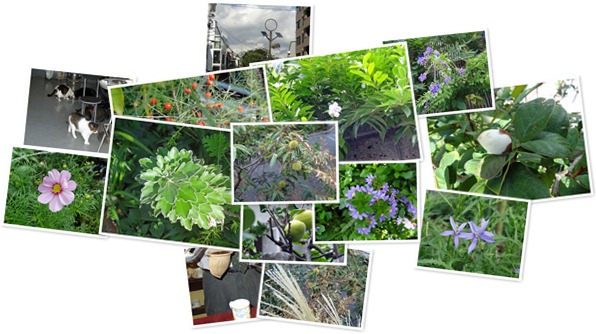 アルバムを表示します