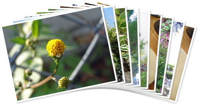 アルバムを表示します