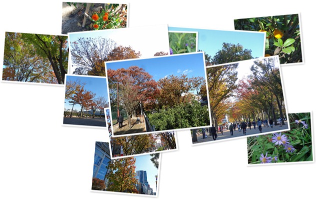 アルバムを表示します