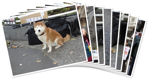 アルバムを表示します