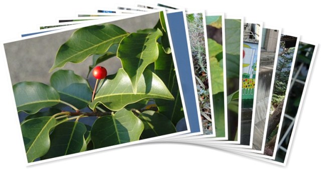 アルバムを表示します