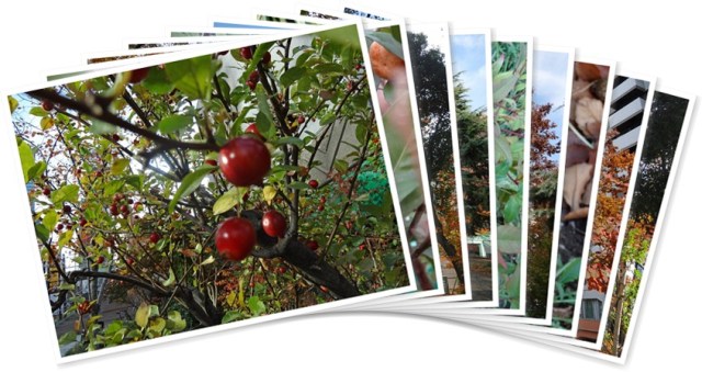 アルバムを表示します