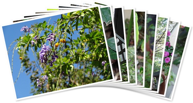 アルバムを表示します アルバムを表示します