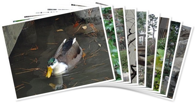 アルバムを表示します