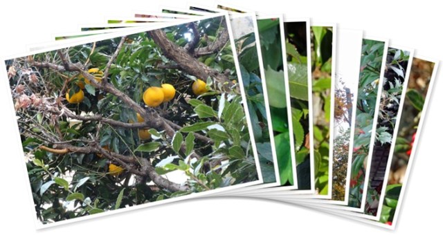 アルバムを表示します