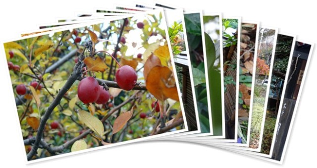 アルバムを表示します