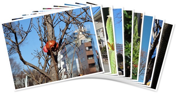 アルバムを表示します