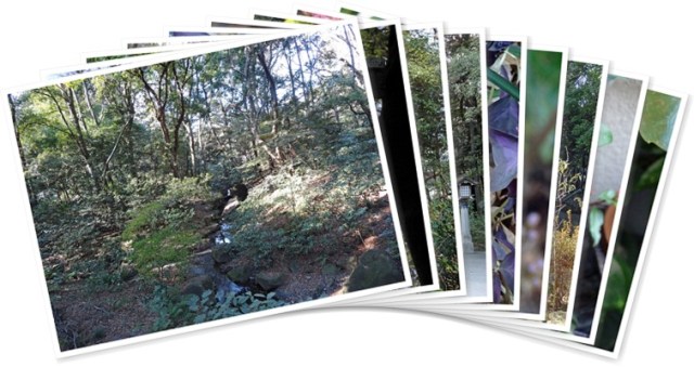 アルバムを表示します