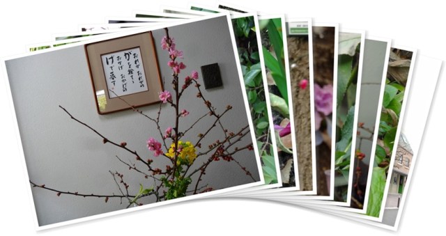 アルバムを表示します