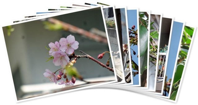 アルバムを表示します