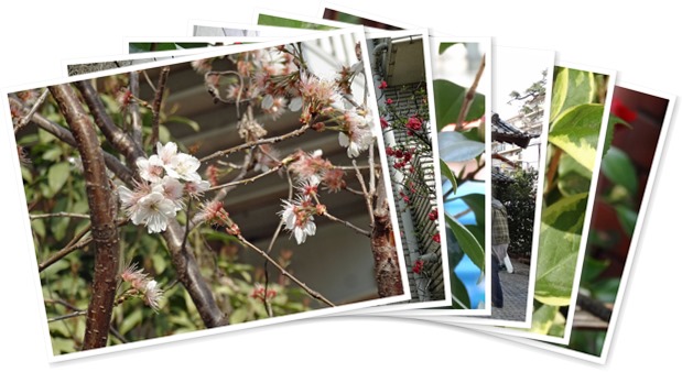 アルバムを表示します