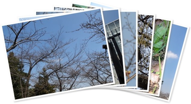 アルバムを表示します