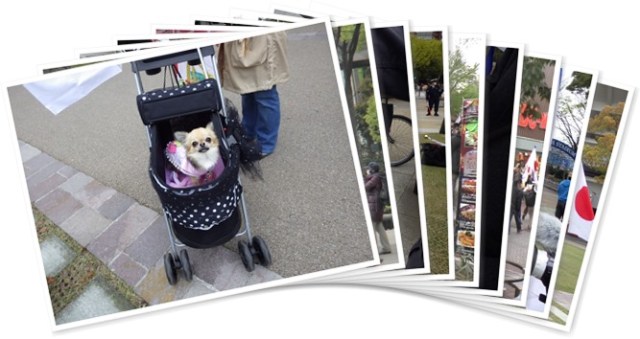 アルバムを表示します