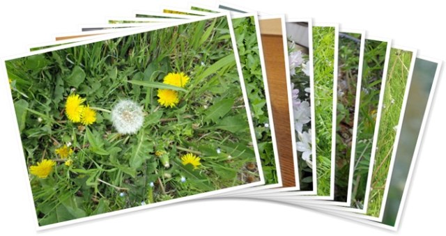 アルバムを表示します