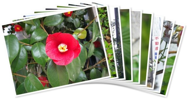 アルバムを表示します