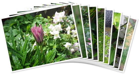 アルバムを表示します