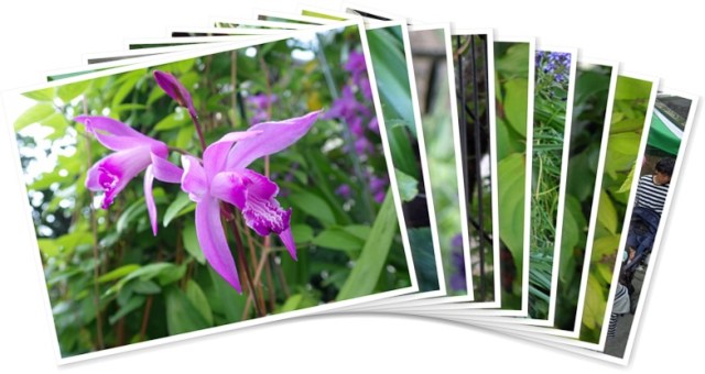 アルバムを表示します アルバムを表示します