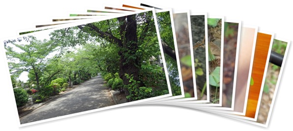 アルバムを表示します